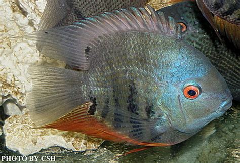 菠蘿魚品種|市售菠蘿魚系列圖鑑 ... :: 水產百科網